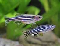 Danio Pręgowane Zebra Brachydanio Rerio Własna hodowla, zdrowe ryby