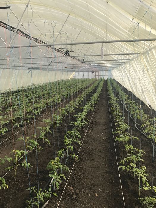 Теплиці , парники в оренду