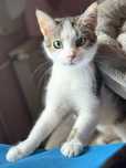 Sisi do adopcji szuka domu
