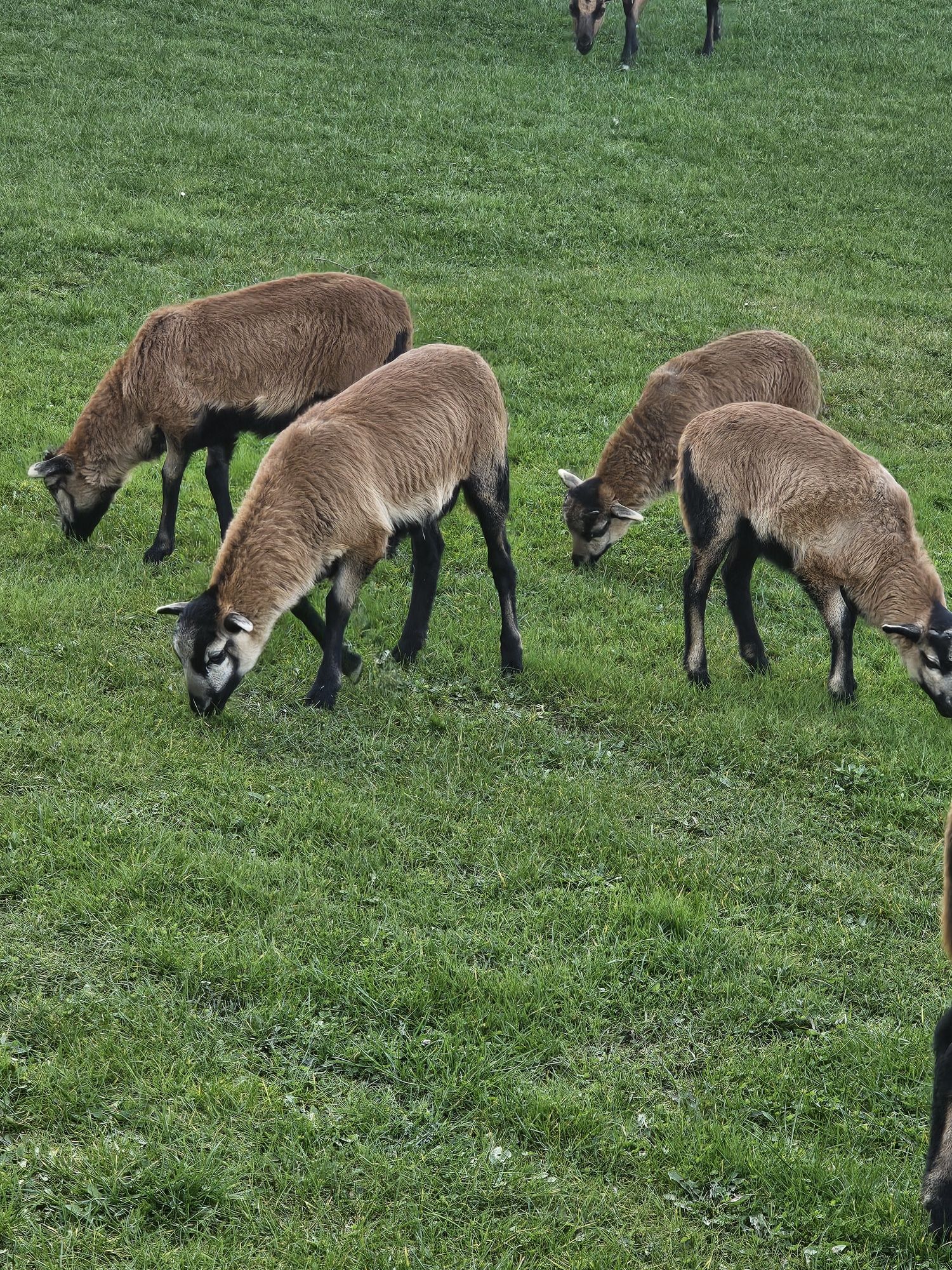 Owce baranki kamerunskie