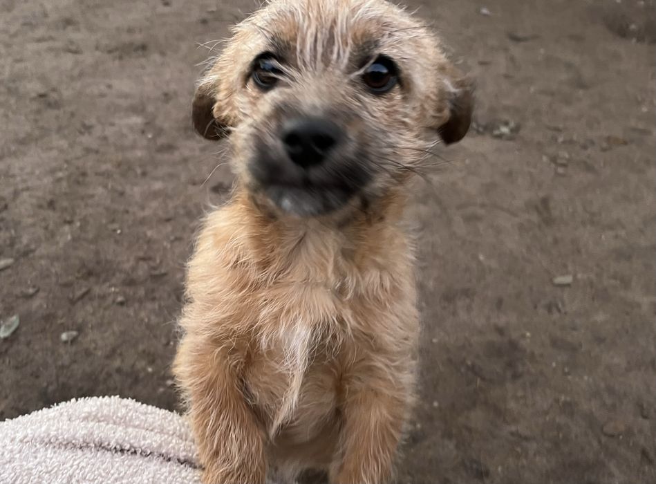 Oddam czteromiesięczną suczkę