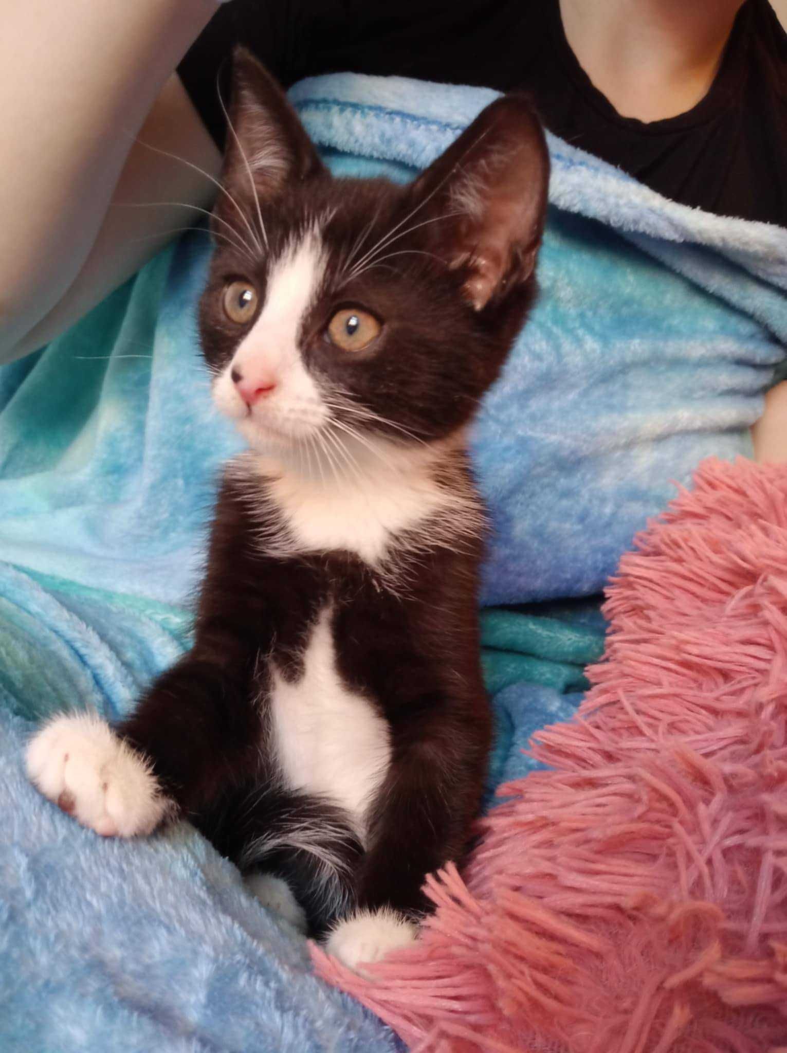 słodkie małe kociaki do adopcji