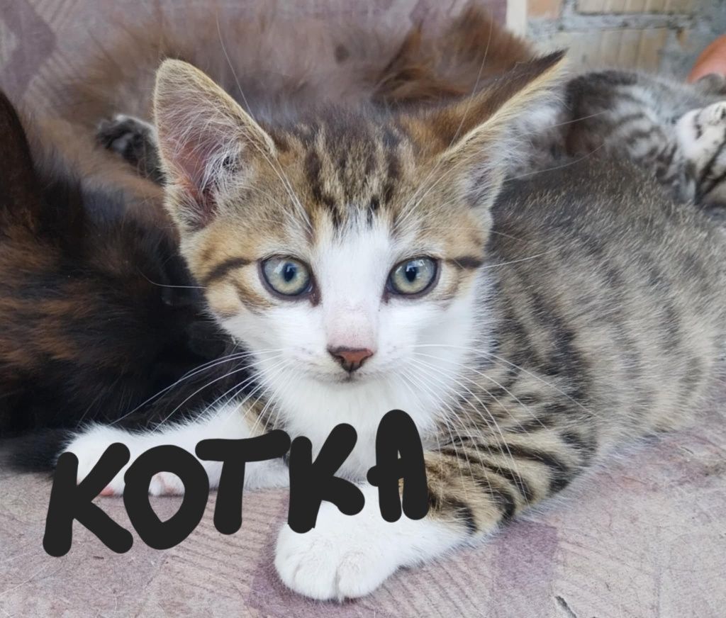 Kotki do oddania