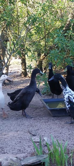 Pato corredor da India macho