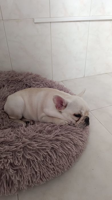 Menina bulldog francês bebe