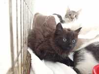 Mała Babsi poleca się do adopcji