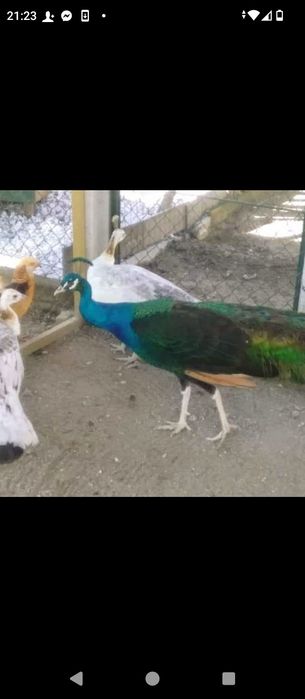 Casais ou machos adultos ,,Ler texto