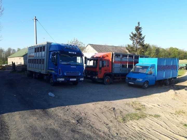 Skup i transport macior, knurów i bydła- usługowy transport zwierząt