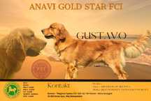 Golden Retriever Pies Reproduktor ZKwP