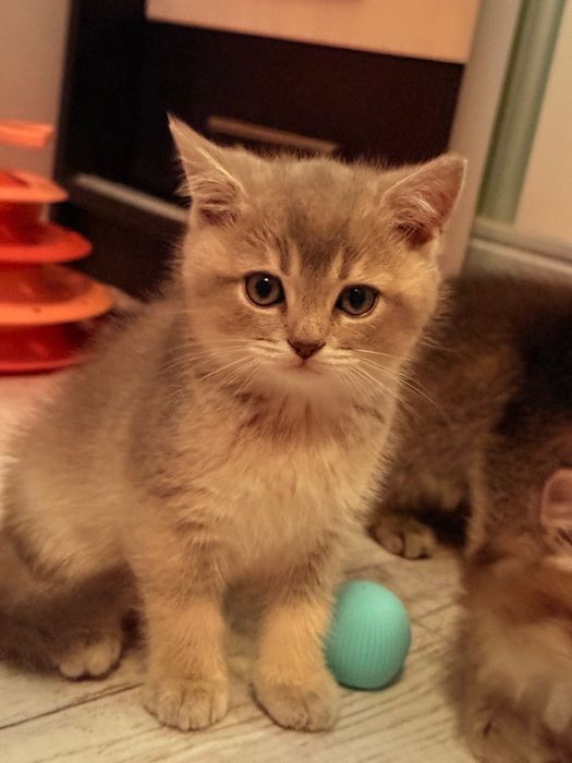 Шотландські Кошенята золотої шиншили