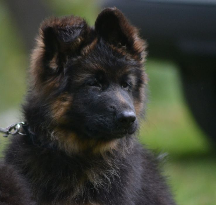 Owczarek Niemiecki Długowłosy