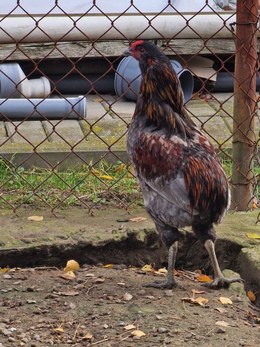 Koguty aracuana bezogoniasta