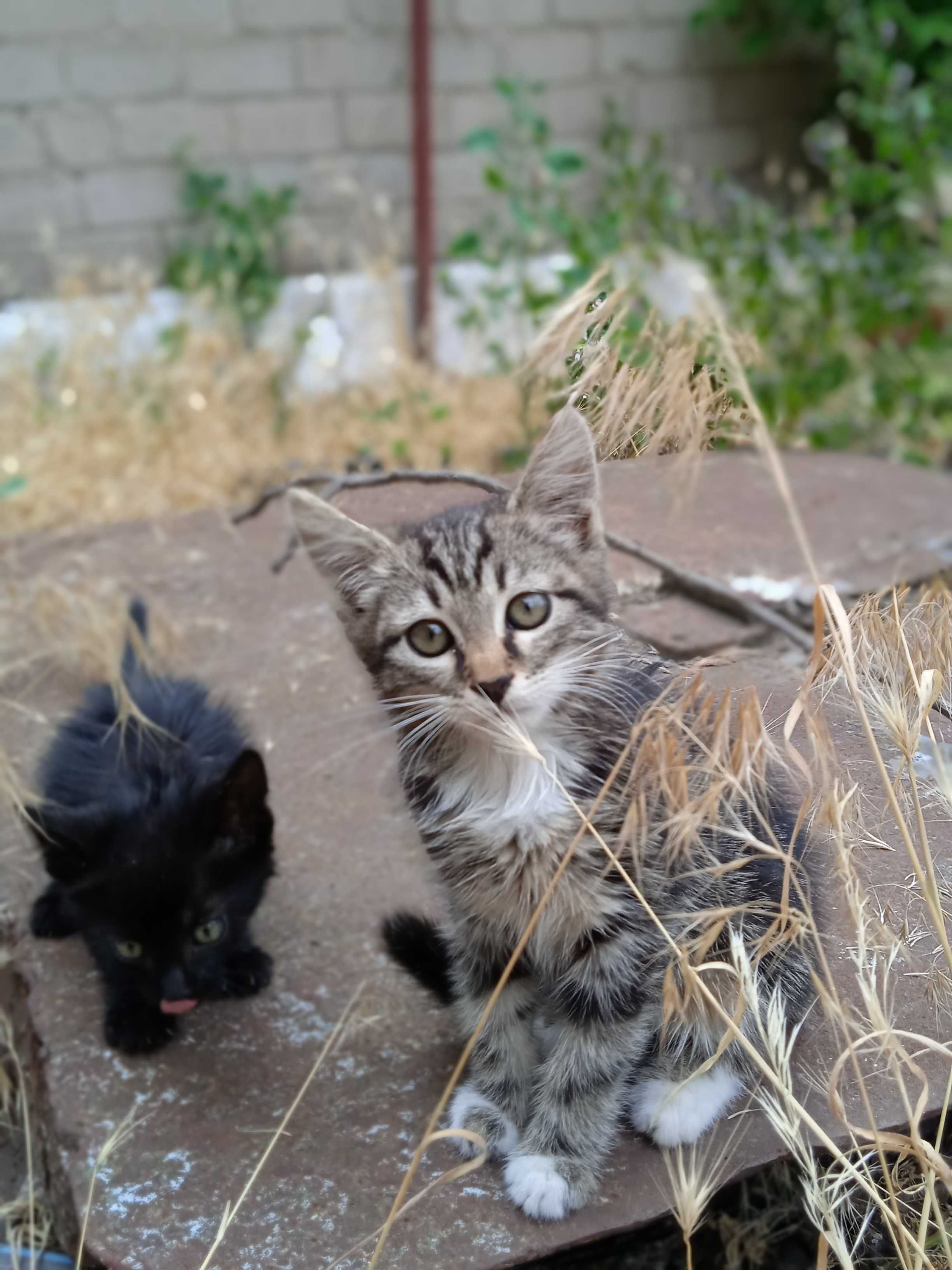 Кошенята в добрі руки!