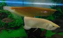 Arowana silver albino od Neon Zoo