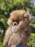 Szpic miniaturowy -Pomeranian puchaty malutki piesek ZKwP FCI