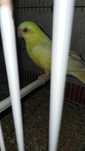 Ring necks para ceder