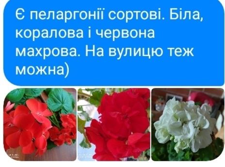 Пеларганія сортова