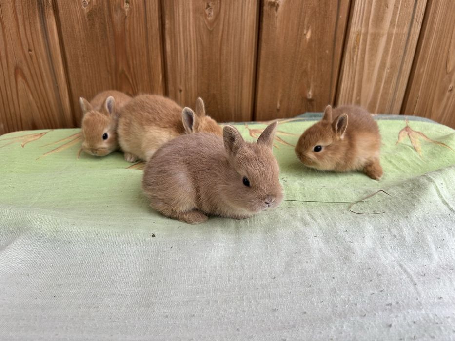 Królik karzełek miniaturka