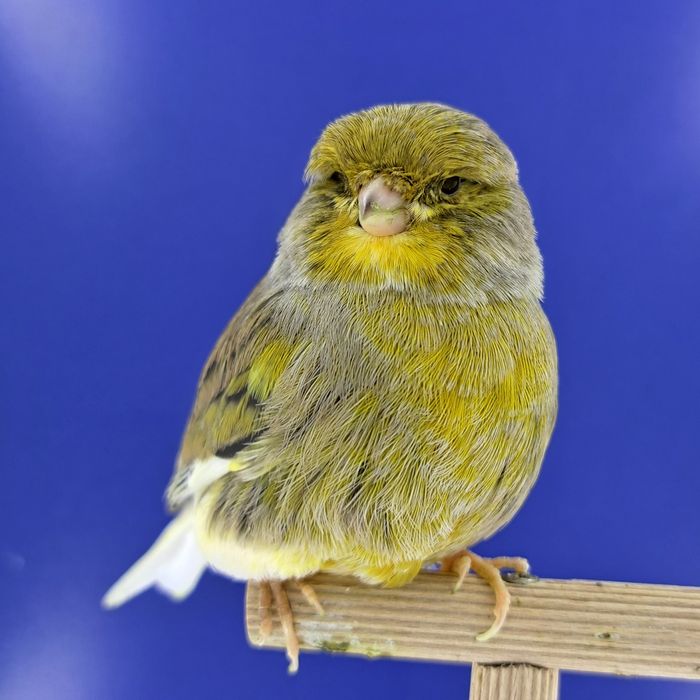 Kanarek, samczyki 03,01 - sprzedam, Wrocław