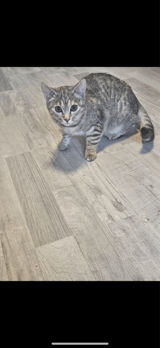 Młoda kotka do adopcji