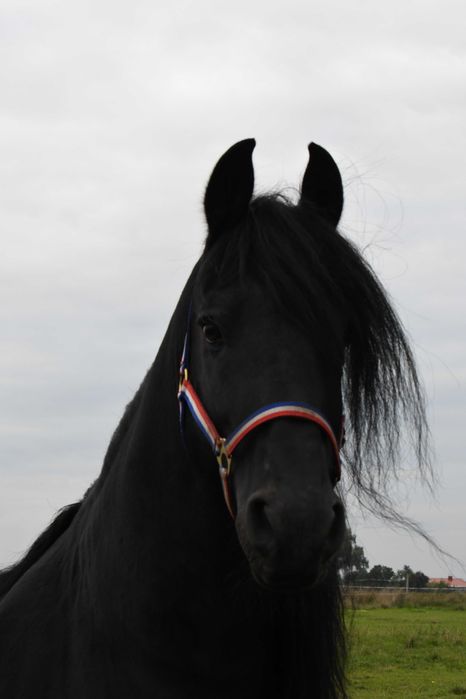 Ogier fryz fryzyjski siodlo zaprzeg