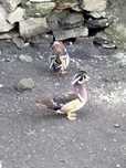 Patos carolinos e mandarim casais ou separado