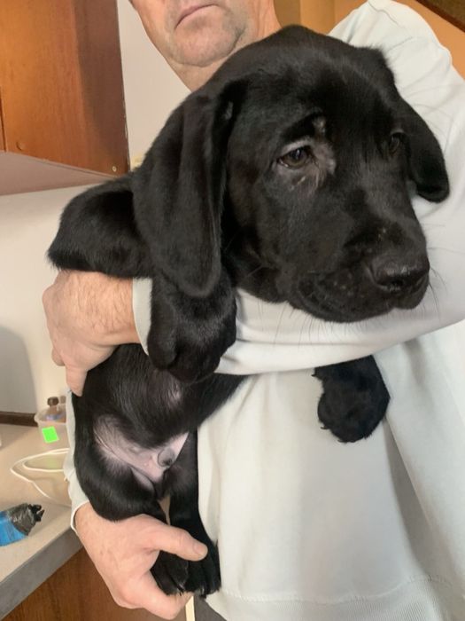Щенки лабрадора с прививками, документами WKU, KKU. 3 месяца