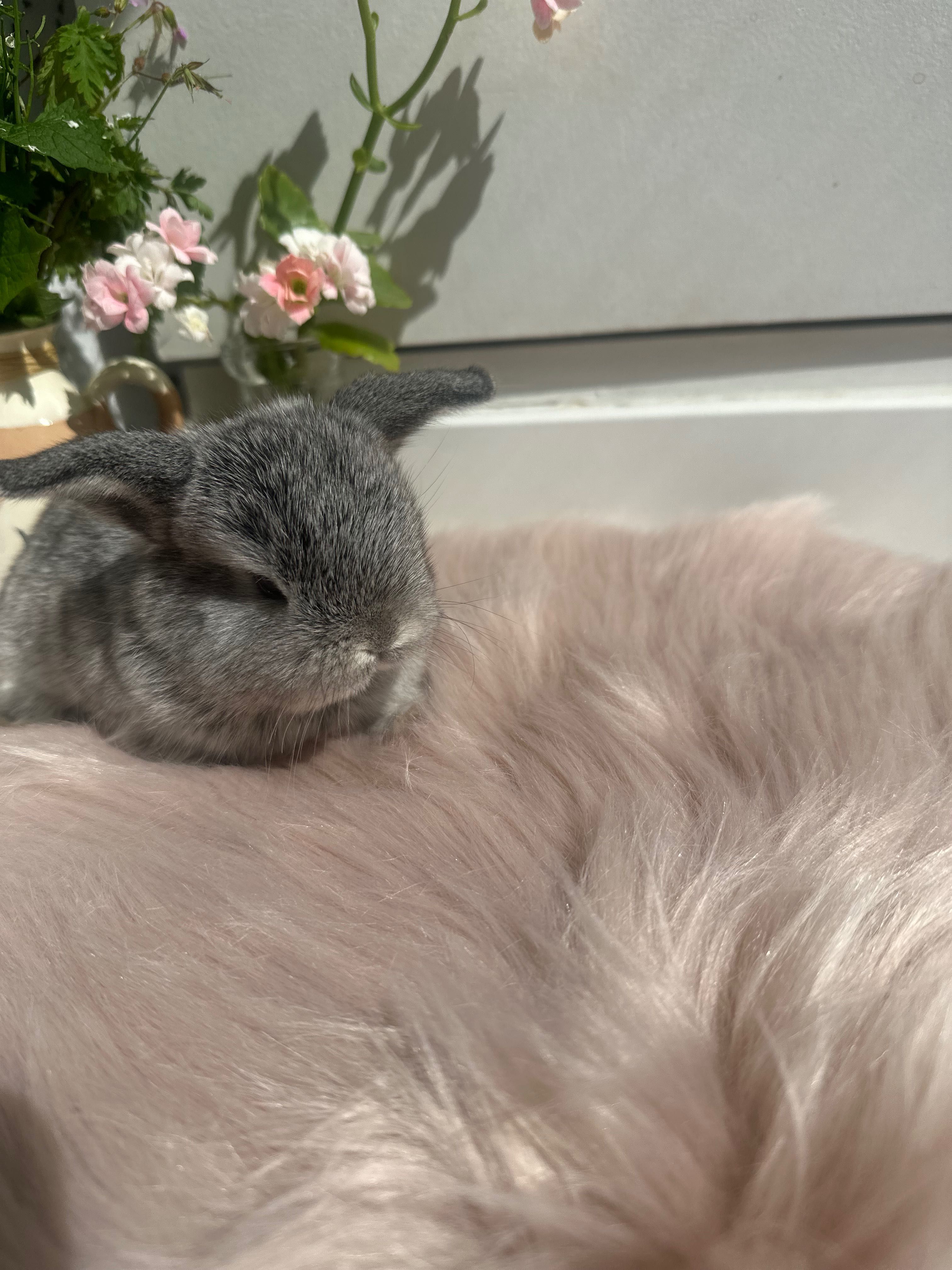 Mini lop baranek królik hodowla zarejestrowana