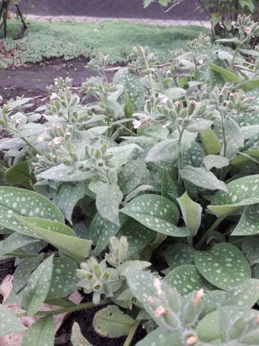 Продам чабрец(тимьян), бадан, герань садовую, хоста.