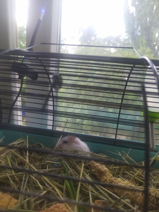 Хомяки, джунгарские