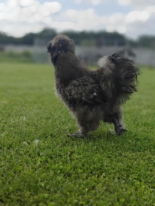 Parka silek jedwabistych