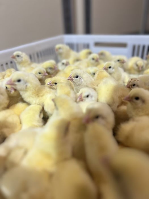 Кури,циплята, Бройлер,качки,гуси