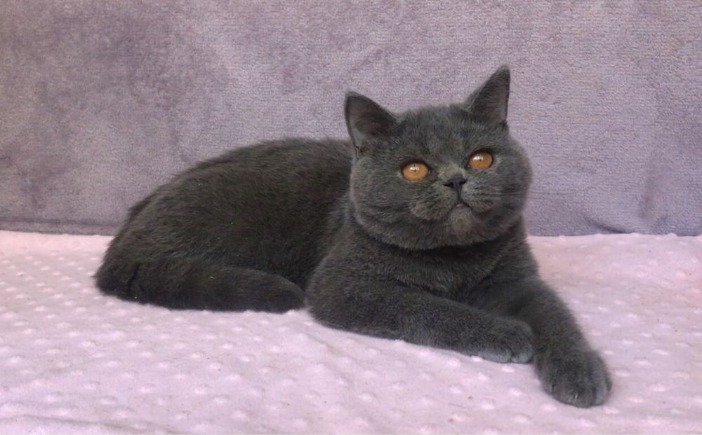 Котик британский.
