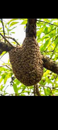 Rój pszczeli usuwanie