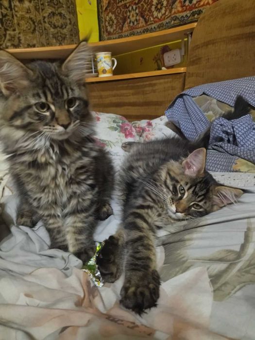Продаются котята Мейн Кун