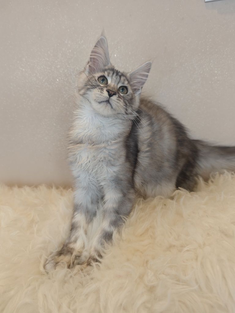 Cudny kocurek Maine Coon