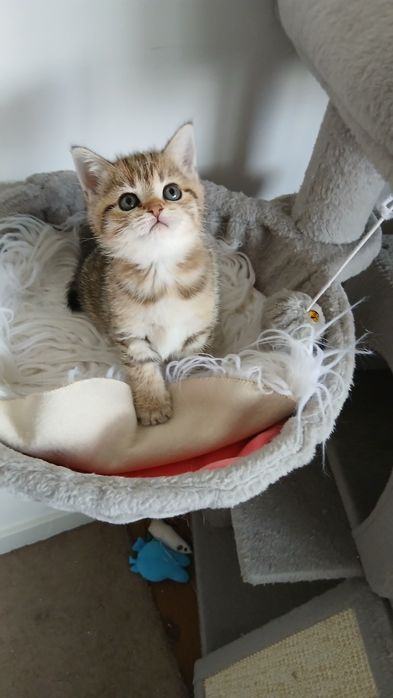 Fêmea scottish Straight. Tabby