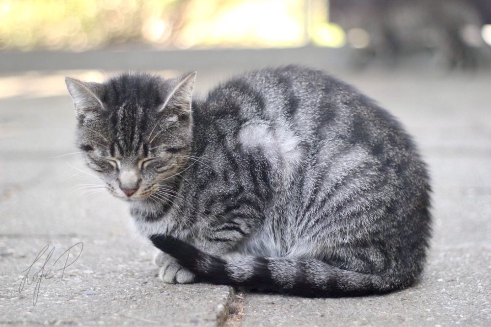 Piękna, spokojna i kochana Channel czeka na dom!