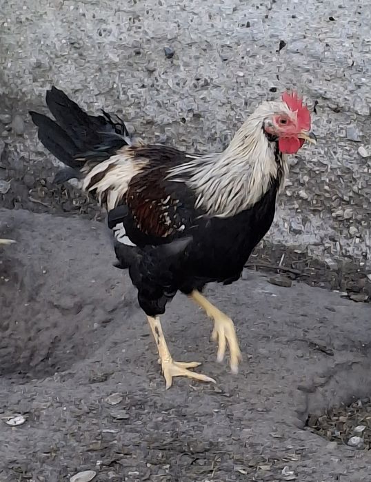 Koguty zagrodowe