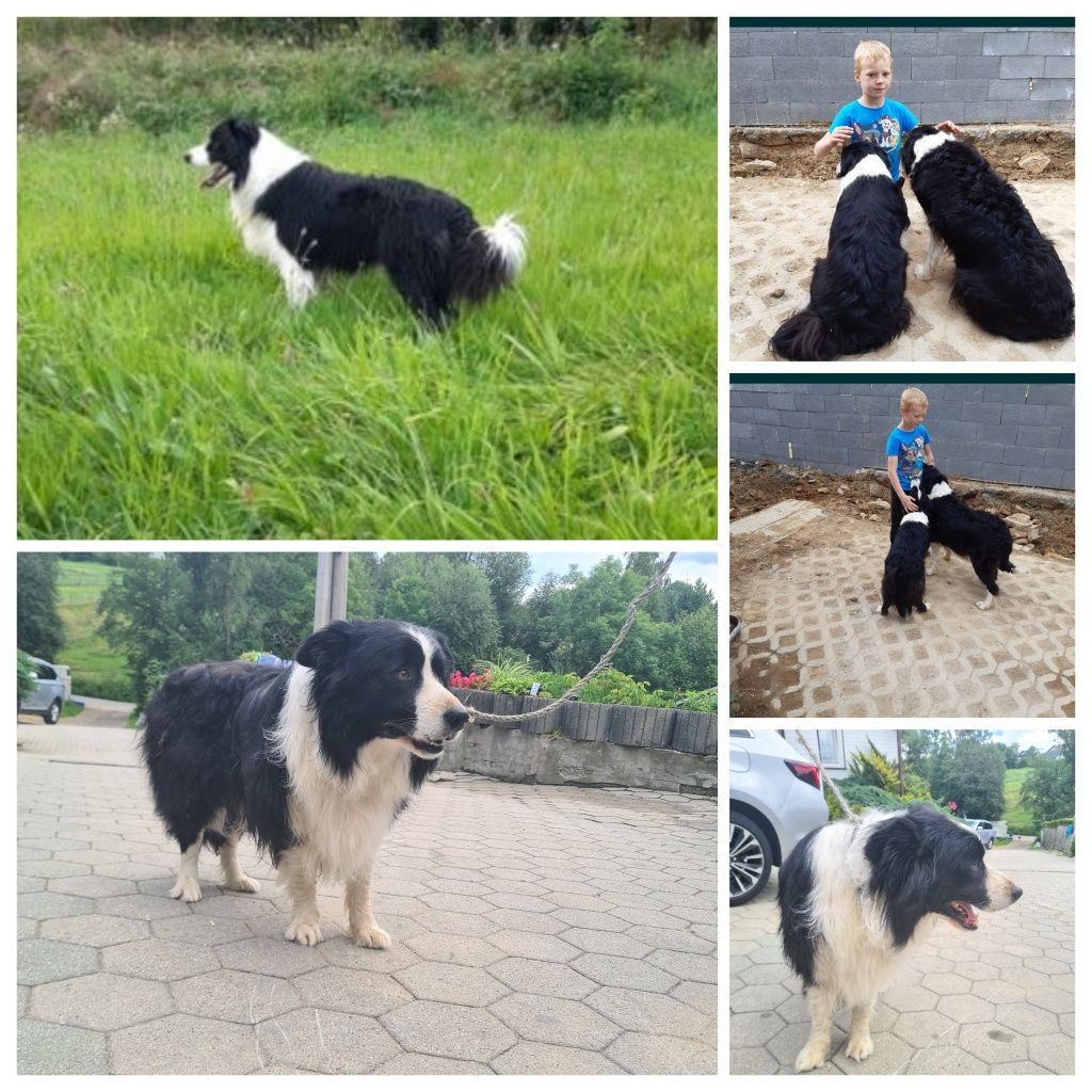 Border collie BLUE