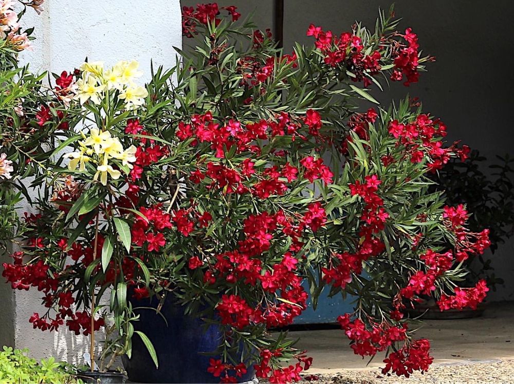 Gałązki oleandrów w dwudziestu kolorach o pachnących kwiatach