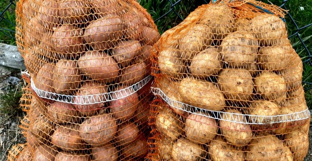 Ziemniak odmiana denar i Red sonia