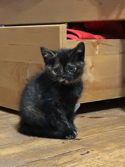 Котик,коти,киця,котики