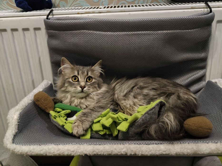 Кішечка 5 місяців чекає на свою домівку