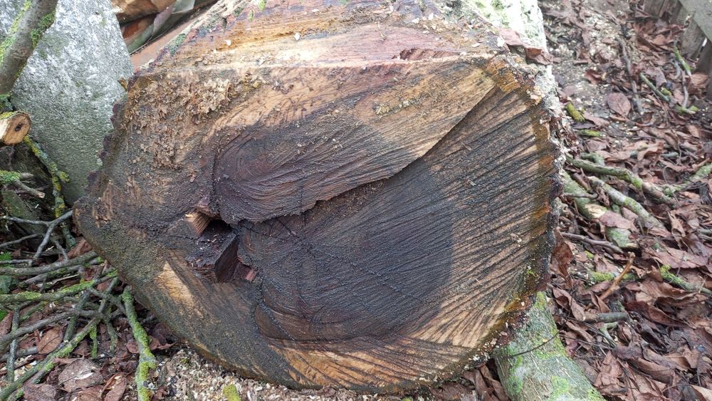 Дерево горіхове,без доставки.ціна за всі 5 колод