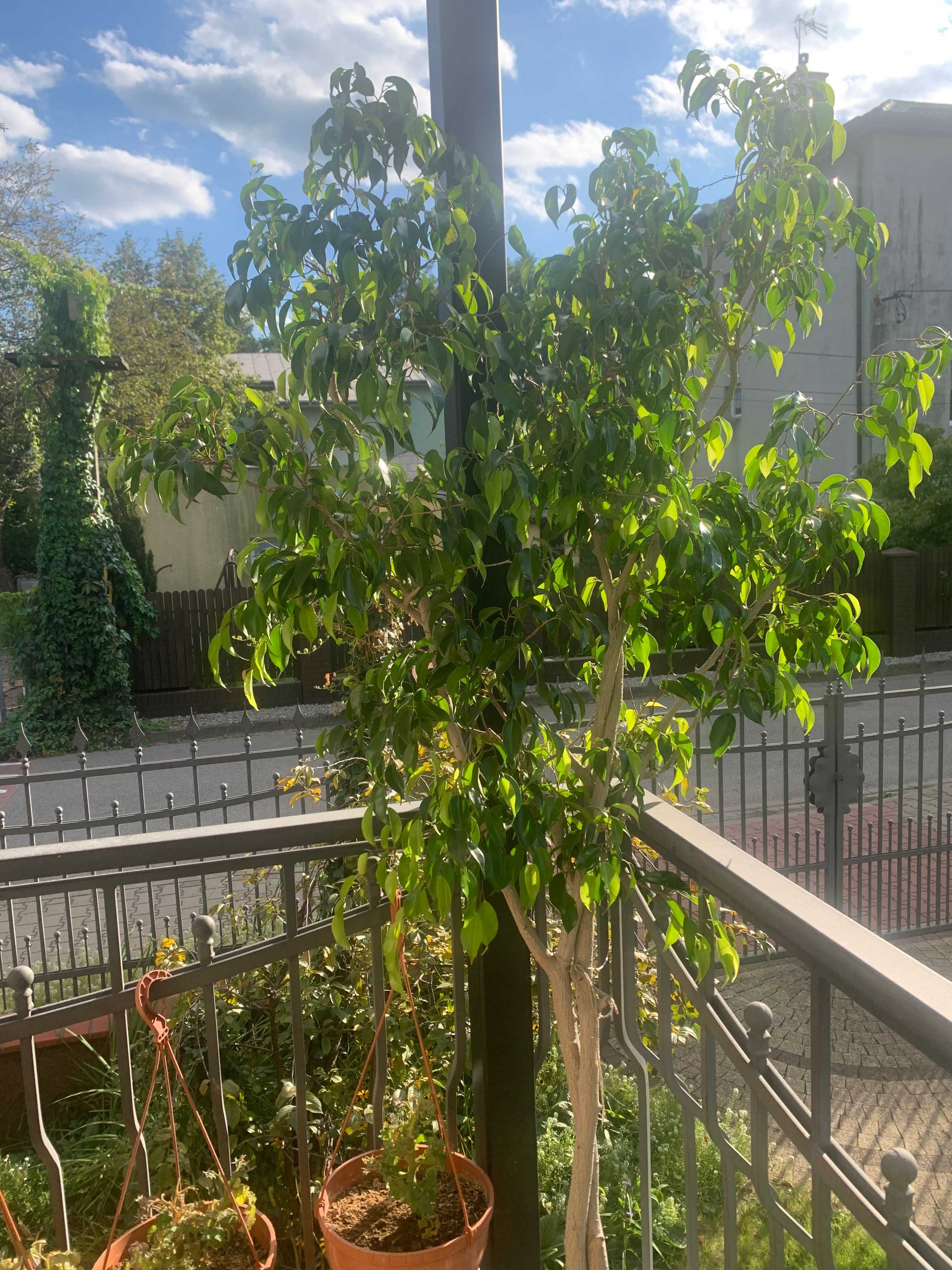 Wysoki kilkudziesięcioletni fikus ficus figowiec Benjamina