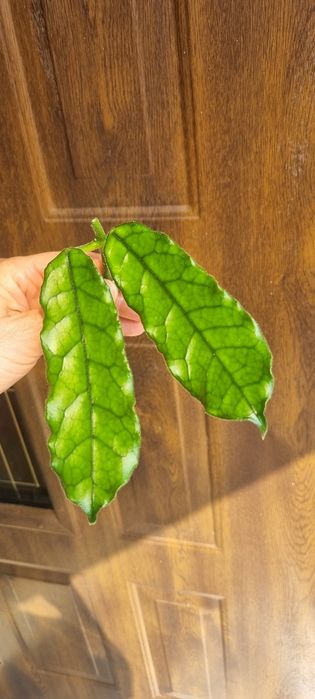 Hoya Welsh Mountian Zoo-ukorzeniona