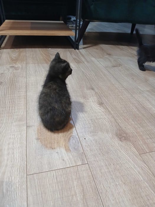 Śluczne kotki do oddania