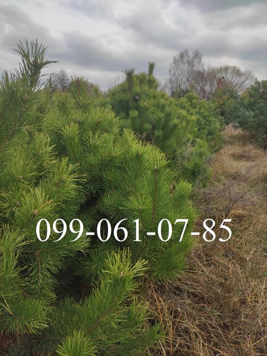 Новорічна ялинка опт Сосна