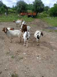 Cabras diferentes raças